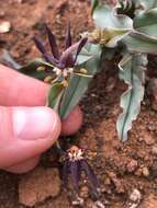 Imagem de Ornithoglossum vulgare B. Nord.