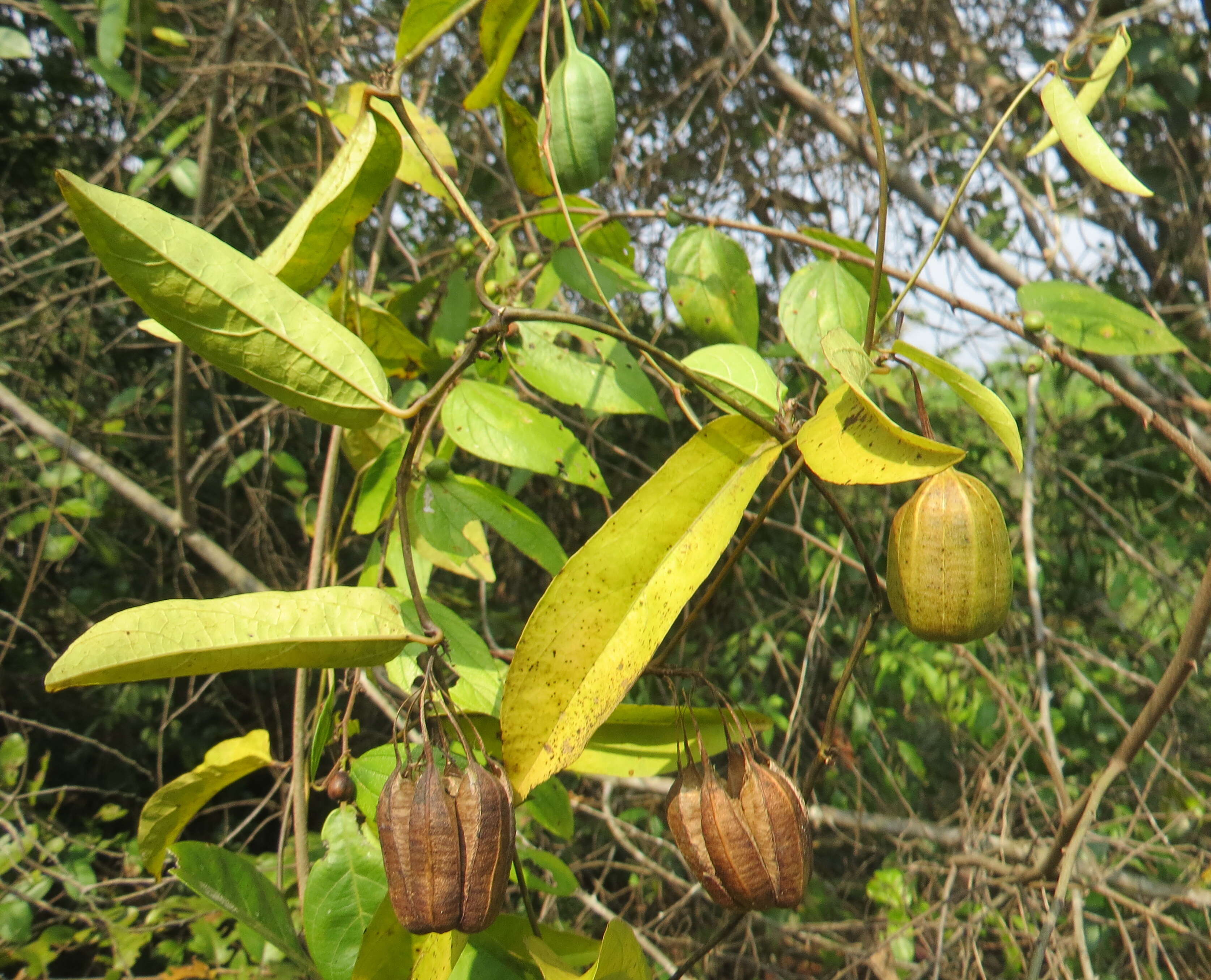 Image de Aristolochia indica L.