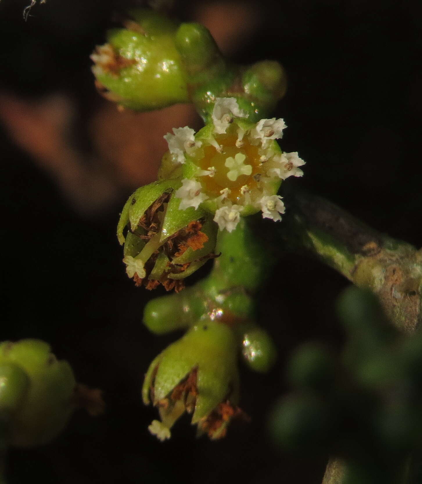 Image of Carallia brachiata (Lour.) Merr.