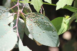 Image of Eucalyptus gall wasp