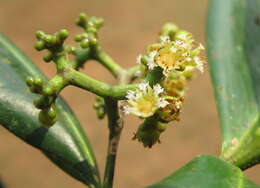 Image of Carallia brachiata (Lour.) Merr.