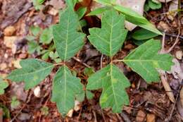 Imagem de Toxicodendron pubescens Mill.