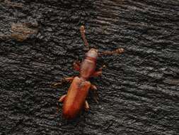 Image of Beetle