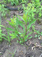 Image of showy goldenrod