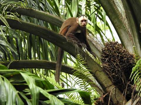 Image of varied capuchin