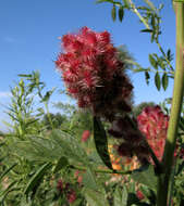 Image of Chinese licorice