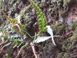 Asplenium pinnatifidum Nutt. resmi