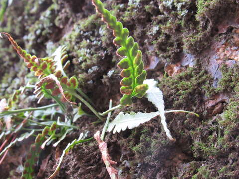 Image de Asplenium pinnatifidum Nutt.