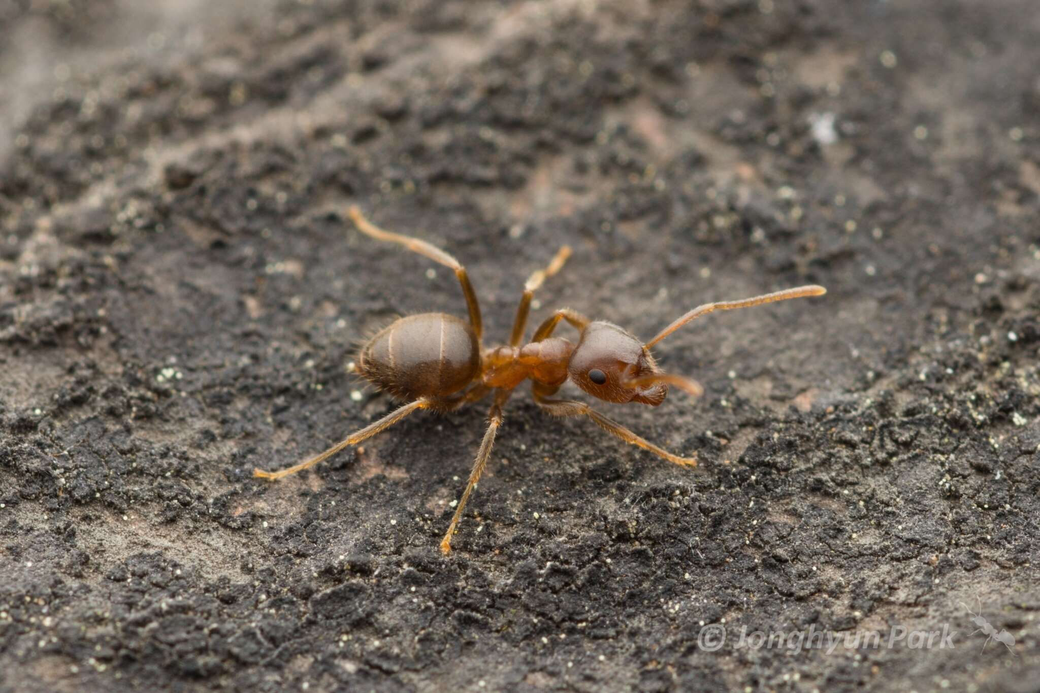 Image de Lasius hayashi Yamauchi & Hayashida 1970