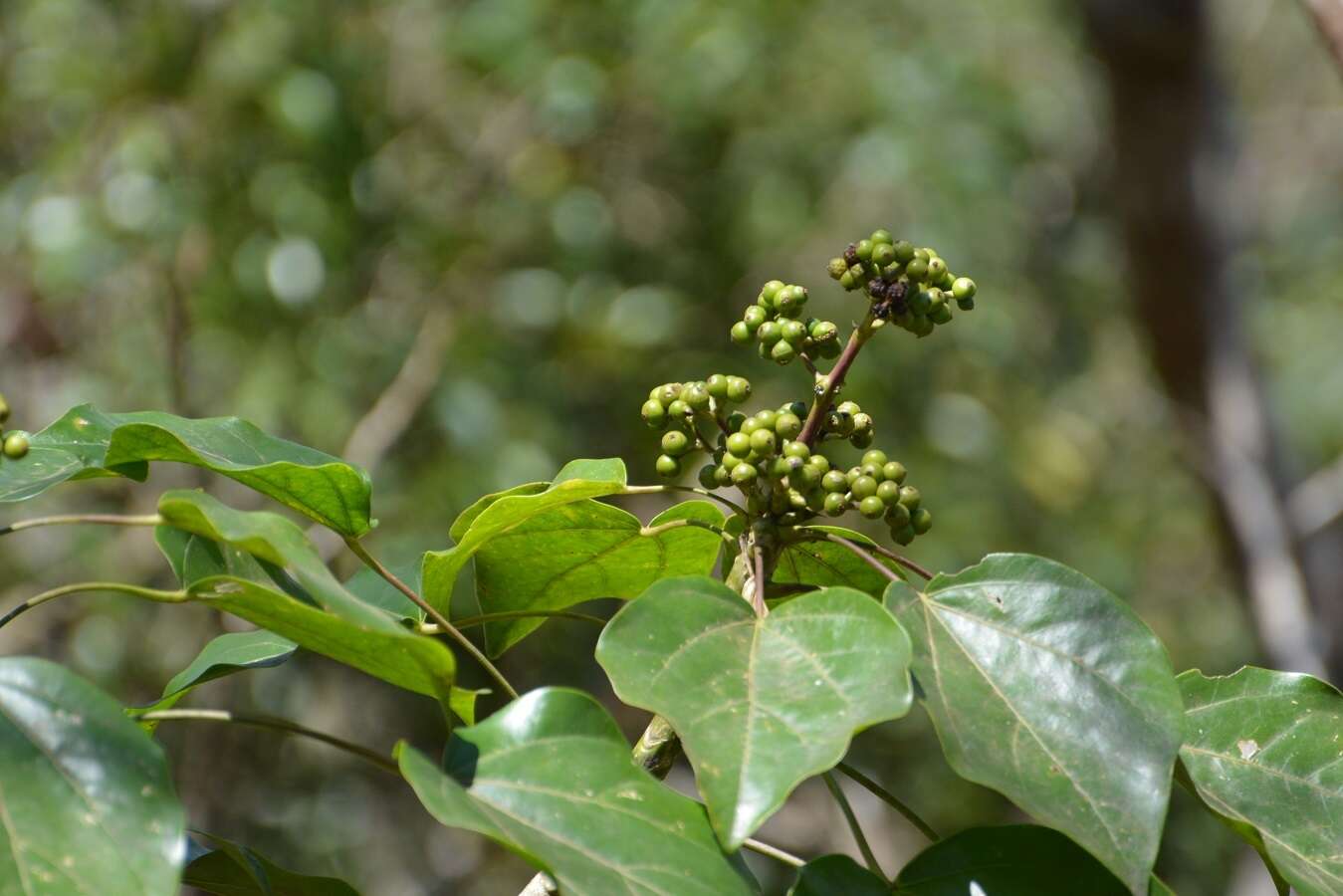 Image of Oreopanax platyphyllus Marchal