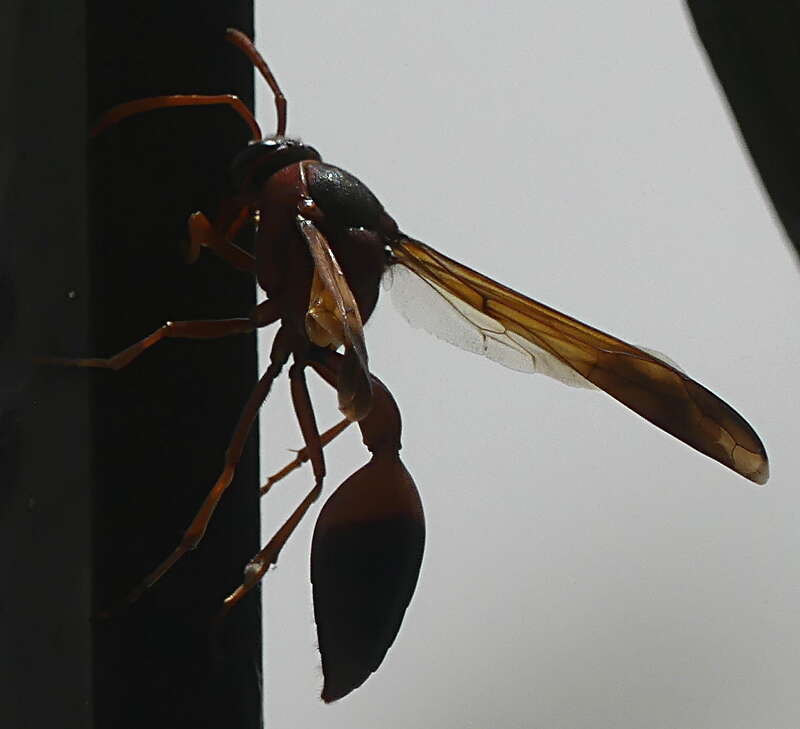 Image of Caterpillar hunting wasp