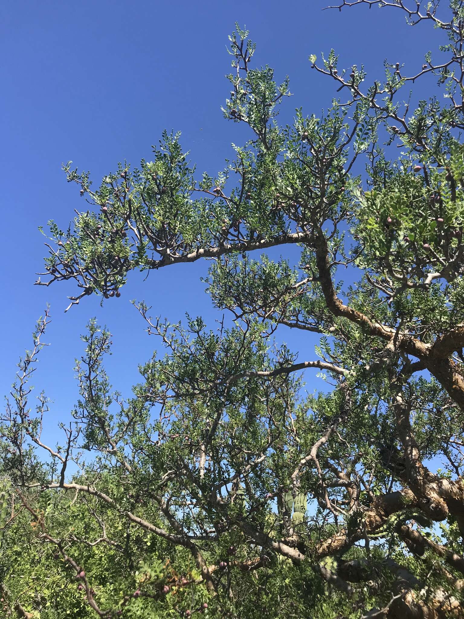 Image of Bursera exequielii León de la Luz