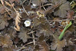 Imagem de Geranium brevicaule Hook.