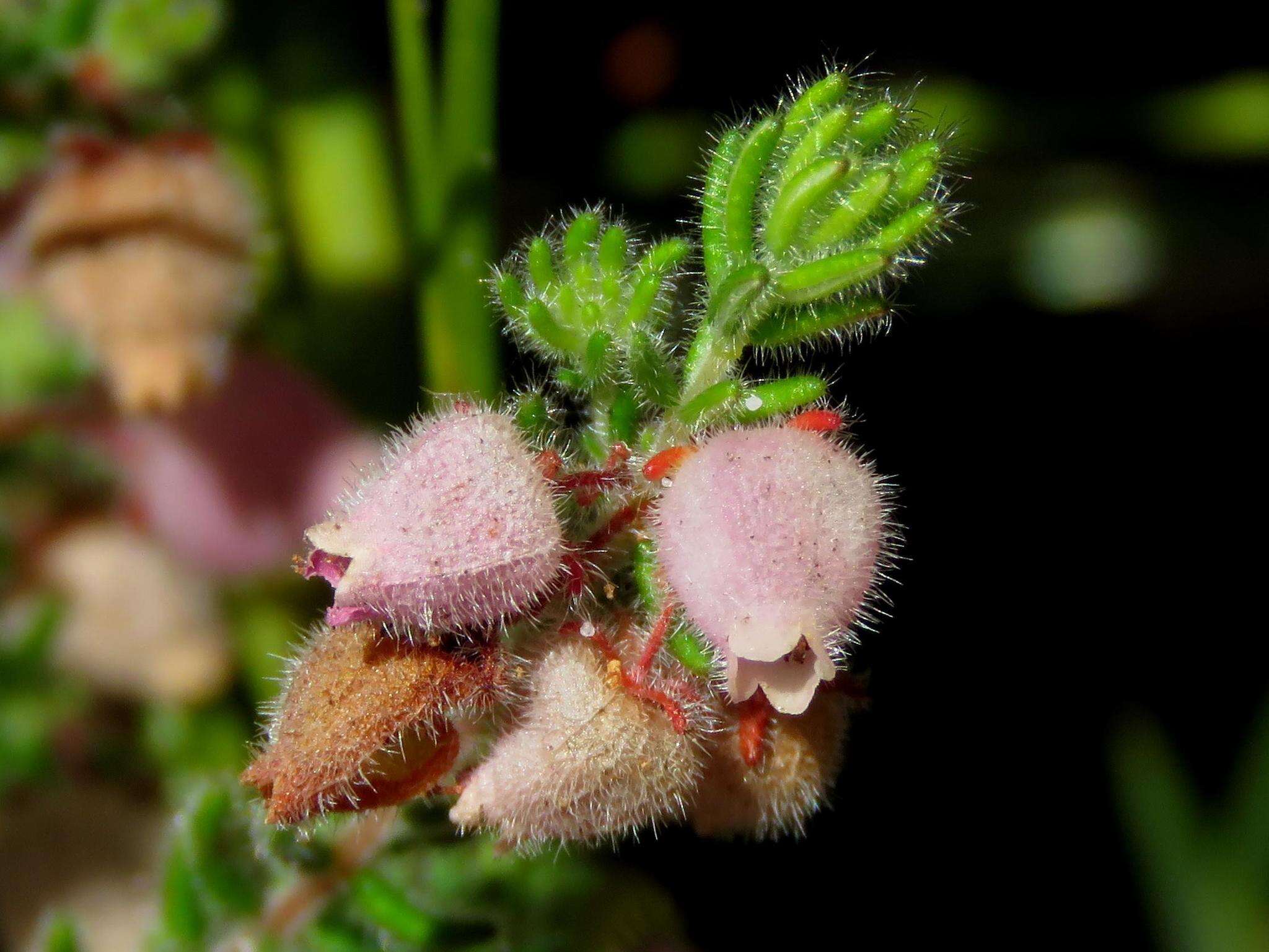 Image of Erica hirtiflora var. hirtiflora