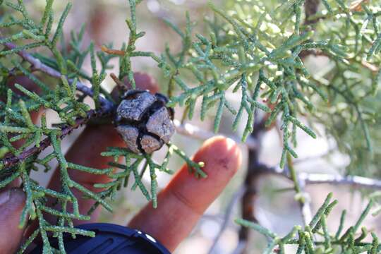 Plancia ëd Cupressus arizonica var. montana (Wiggins) Little