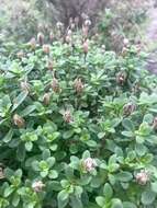 صورة Iberis procumbens Lange