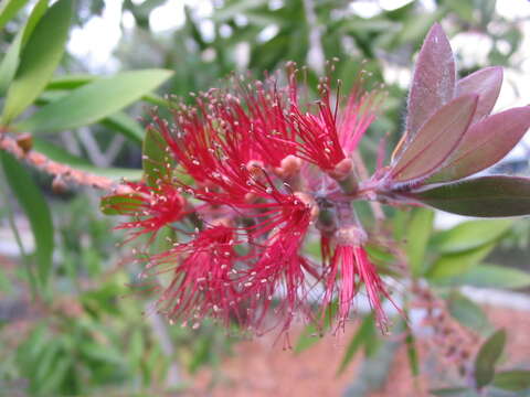 صورة Callistemon comboynensis Cheel