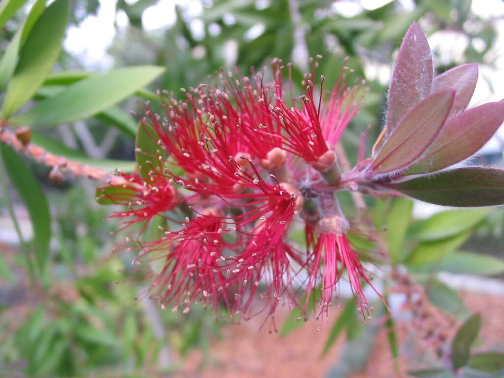 Image of cliff bottlebrush