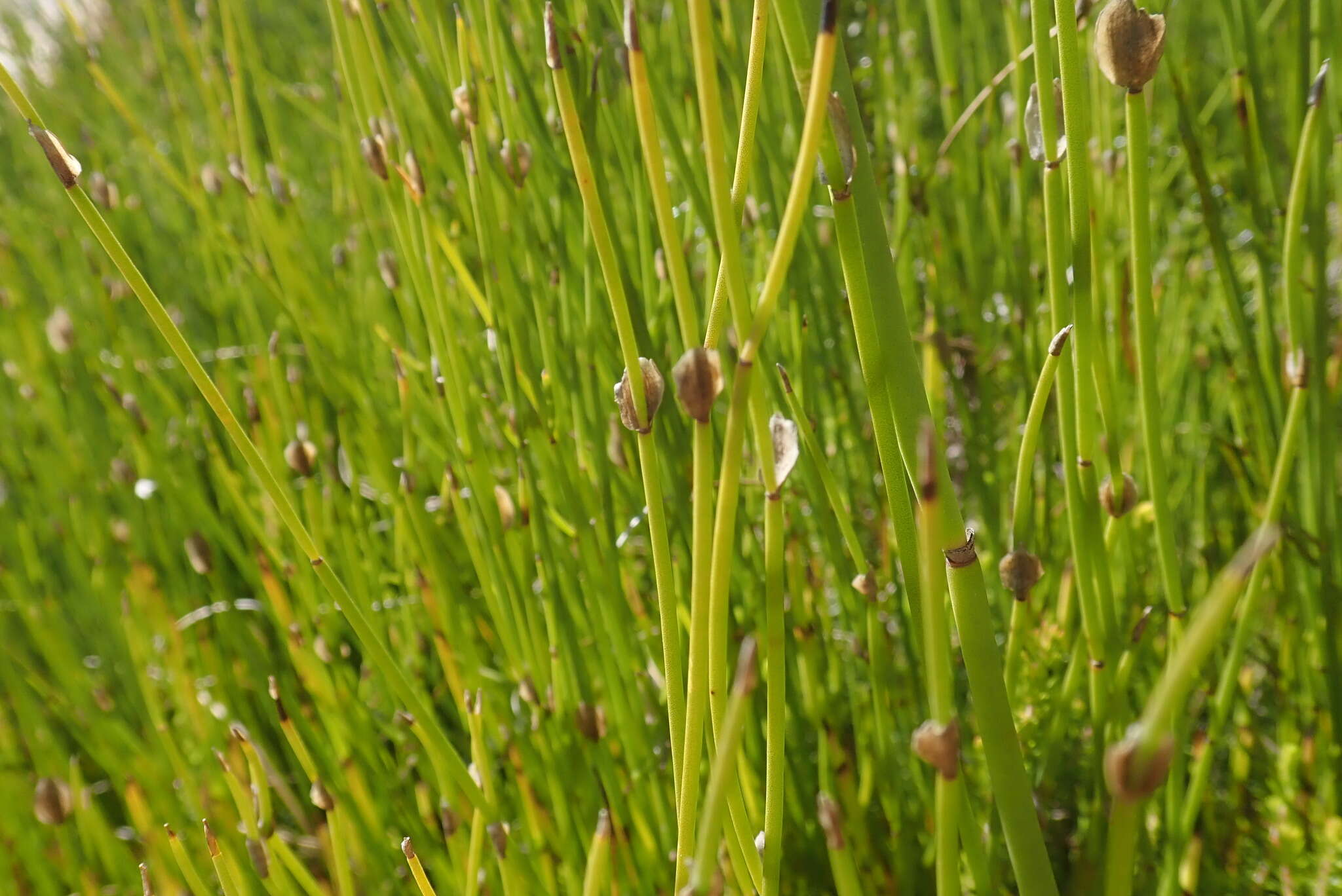 Image of Elegia juncea L.