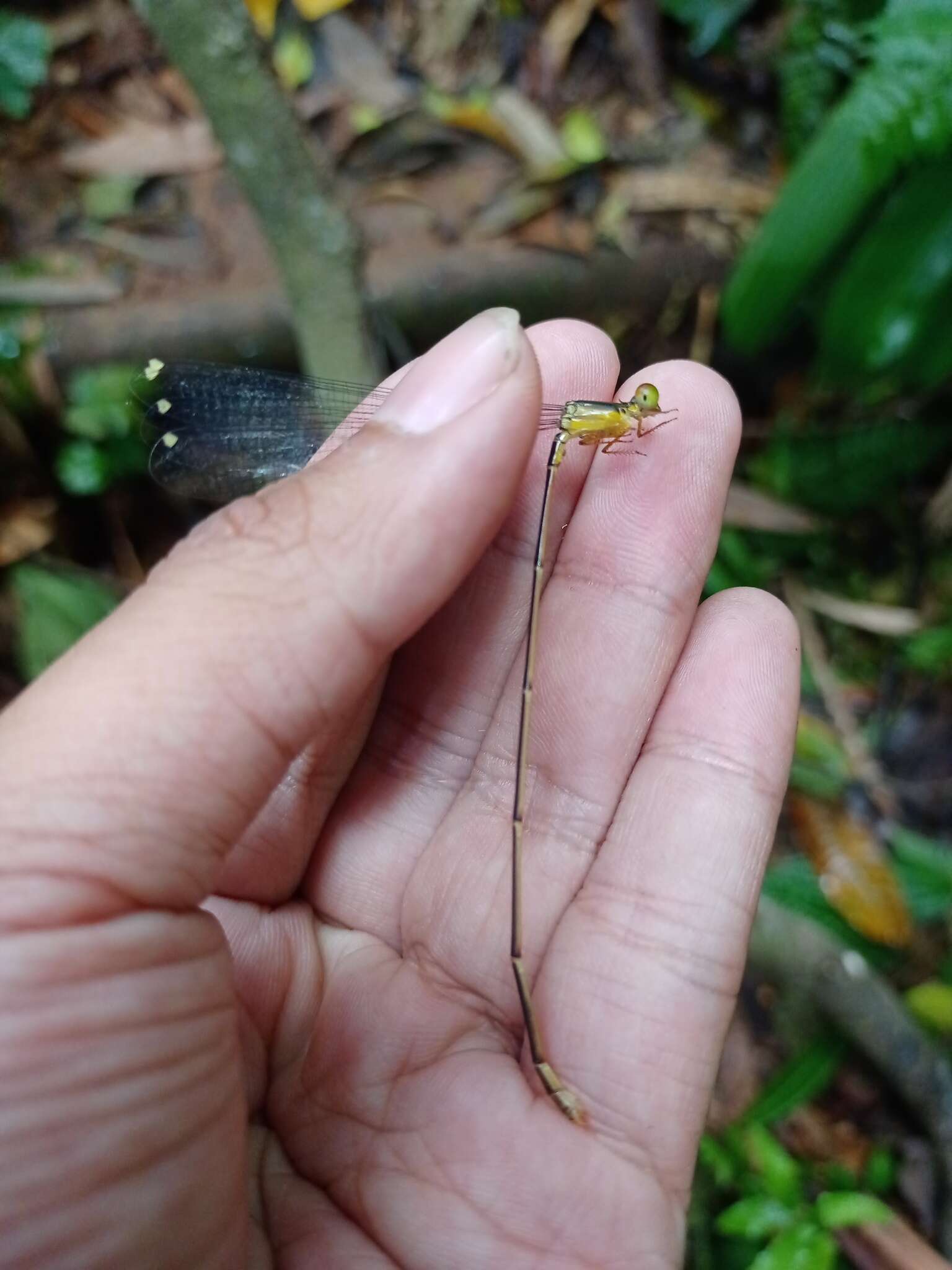 Imagem de Pericnemis stictica Hagen ex Selys 1863