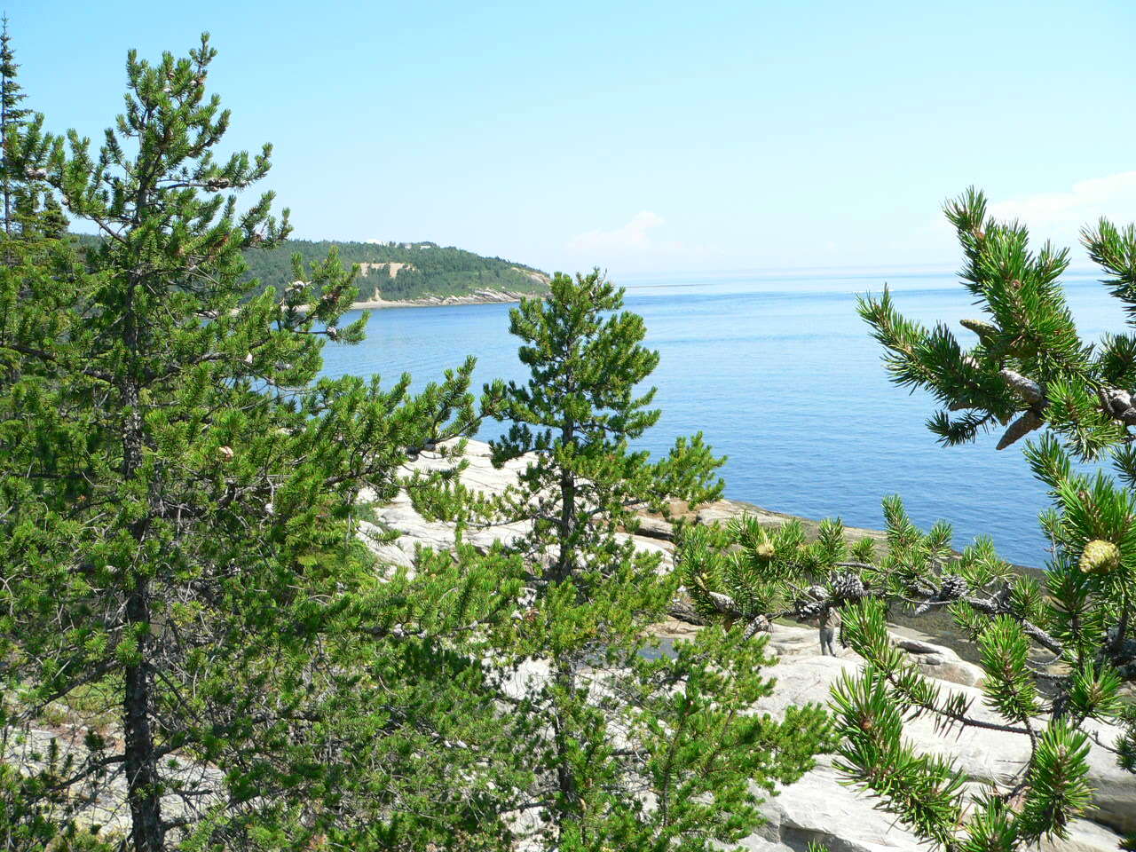 Image of jack pine