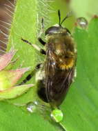 Image of Microdon manitobensis Curran 1924