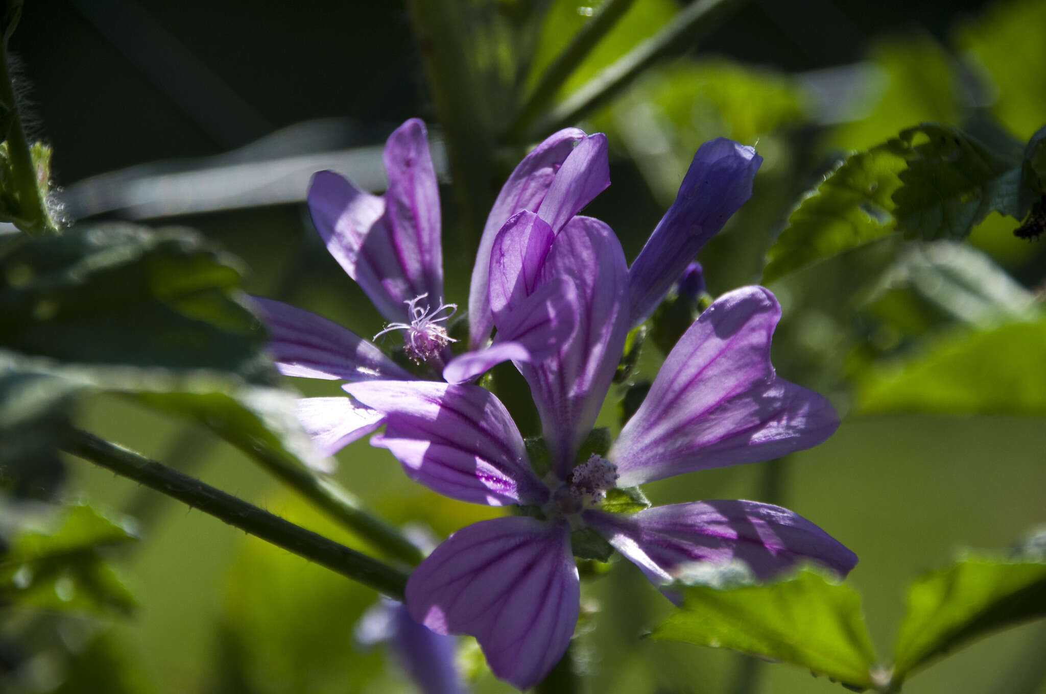 <i>Malva <i>sylvestris</i></i> subsp. sylvestris的圖片