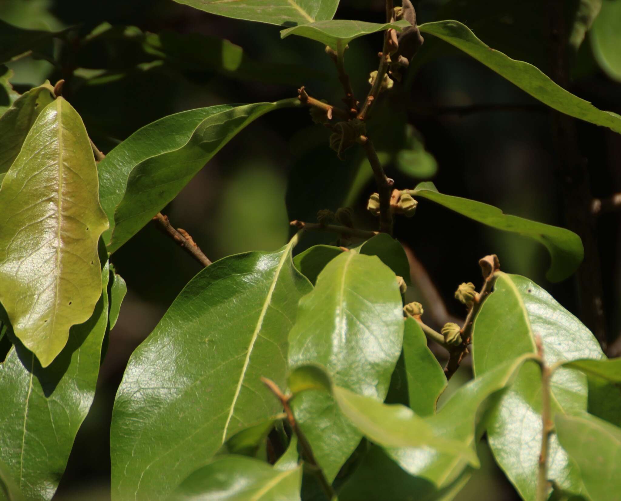 Image de Diospyros melanoxylon Roxb.