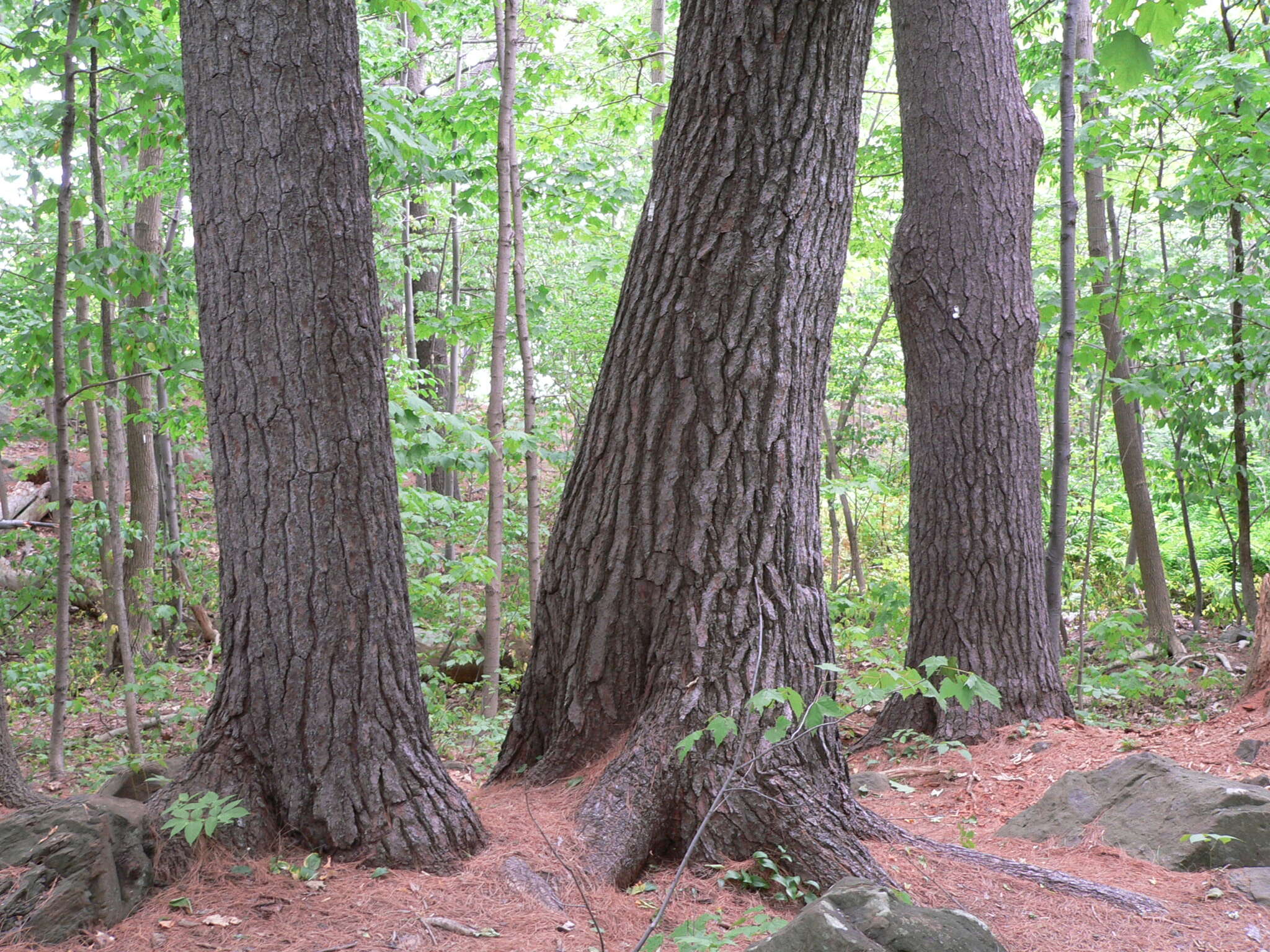 Image of eastern white pine