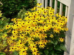 Image of orange coneflower