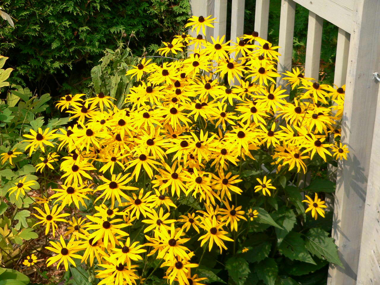 Image of orange coneflower