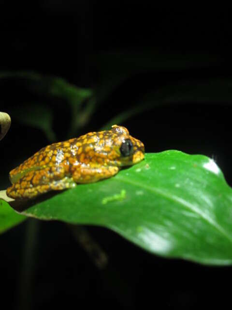 Image of Uluguru forest tree frog