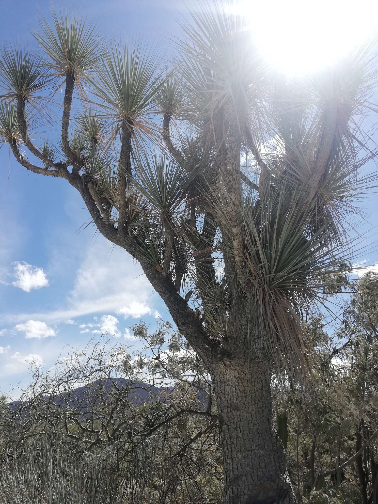 Image of Mexican Pony Tail Palm