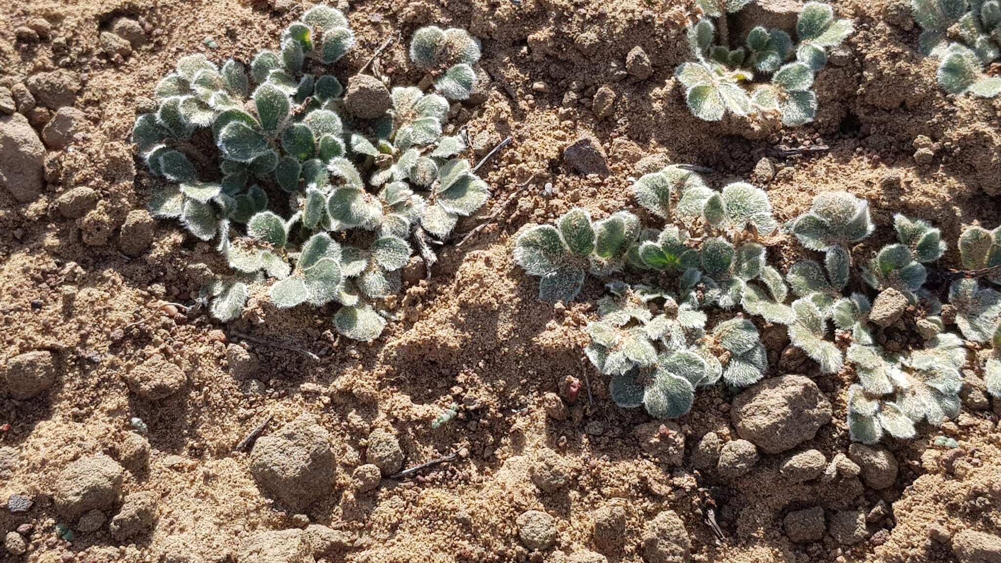 Image of Oxalis melanosticta Sond.