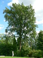 Image of Bur Oak