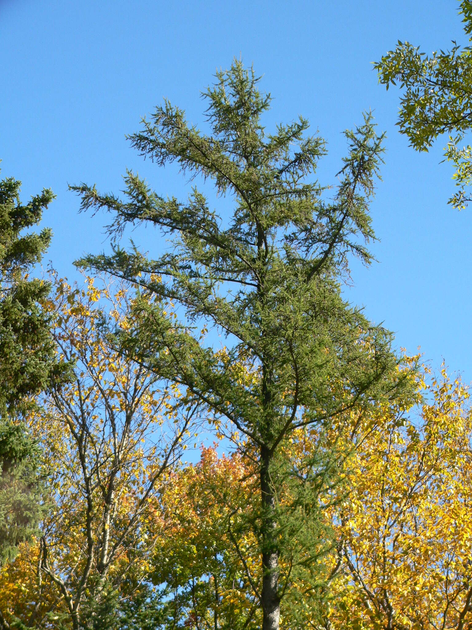 Image of American Larch