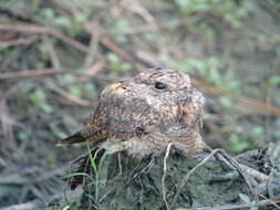 Image of Savanna Nightjar