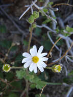 Image of Amauria rotundifolia Benth.