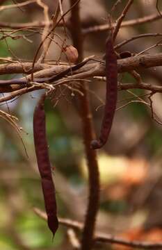 Image of Bauhinia malabarica Roxb.