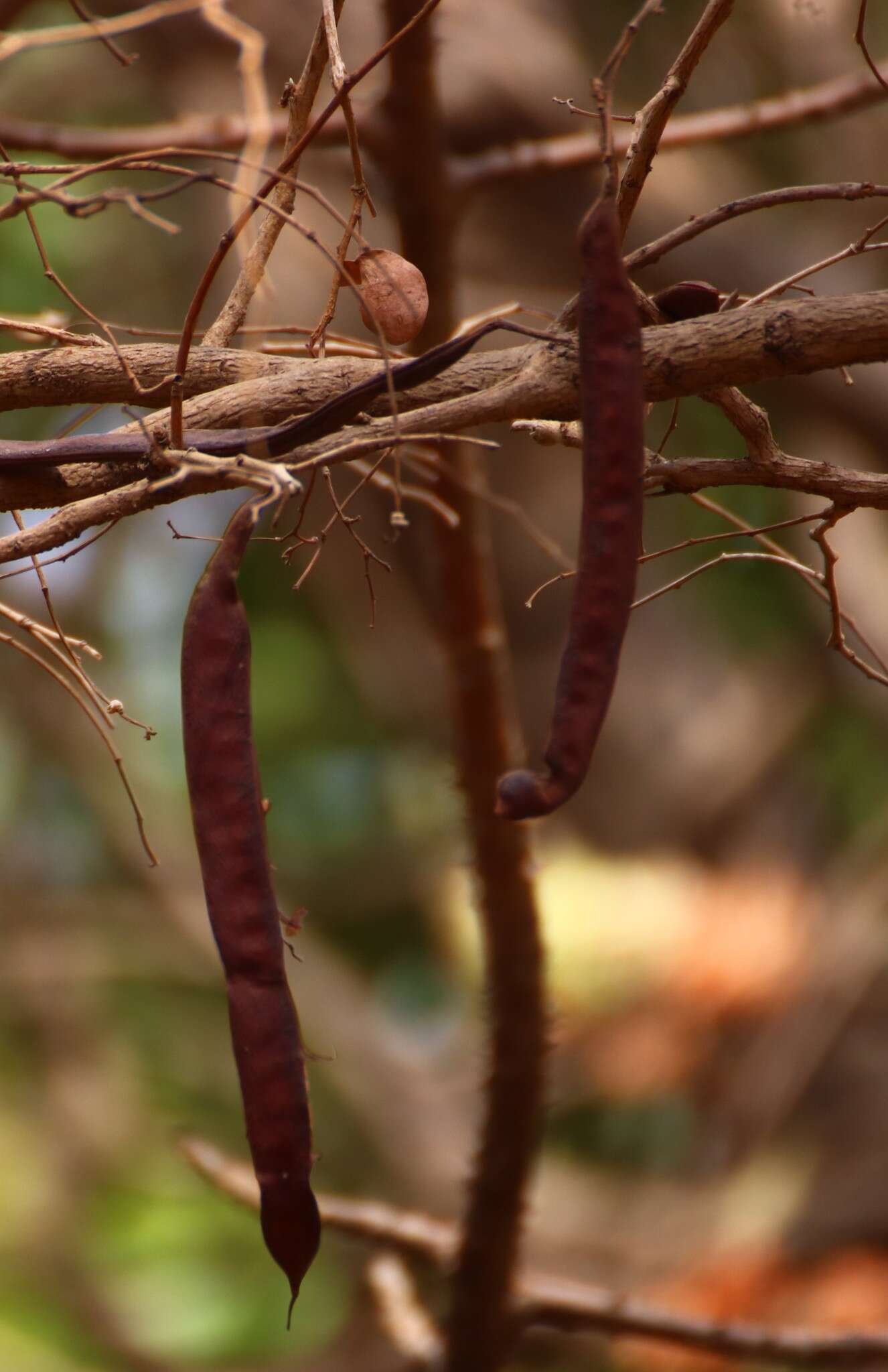 Imagem de Bauhinia malabarica Roxb.