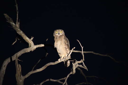 Image of Spotted Eagle-Owl