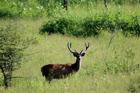 Image of Javan Deer