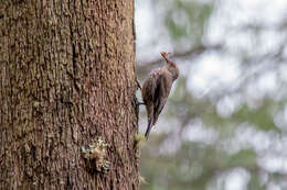 Image of Red-browed Treecreeper