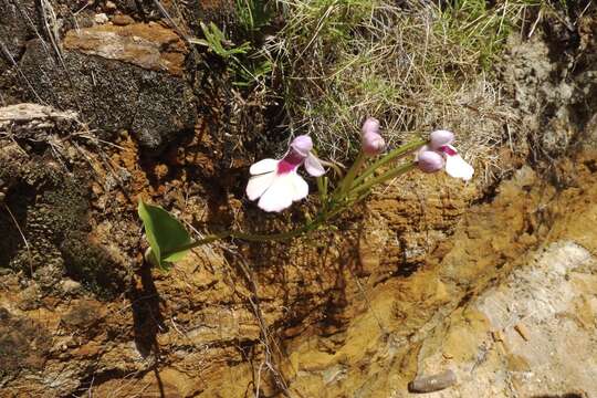 Image of Cynorkis angustipetala Ridl.