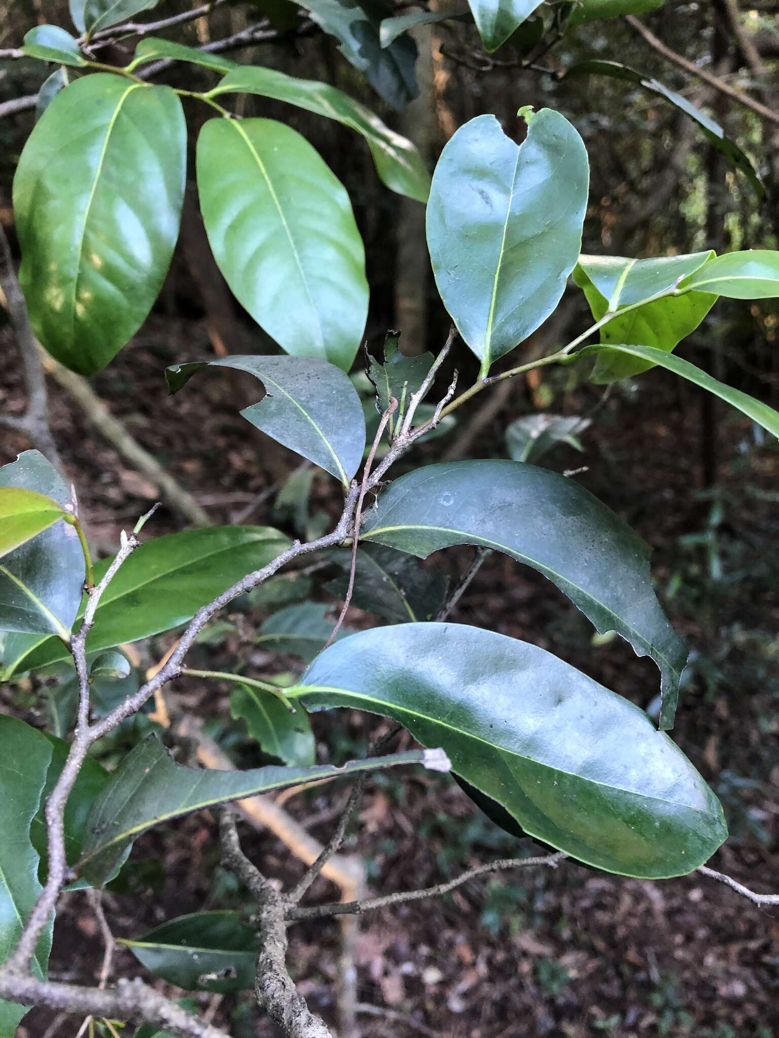 Diospyros fasciculosa (F. Muell.) F. Muell.的圖片