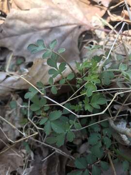 Image de Phacelia covillei S. Wats.