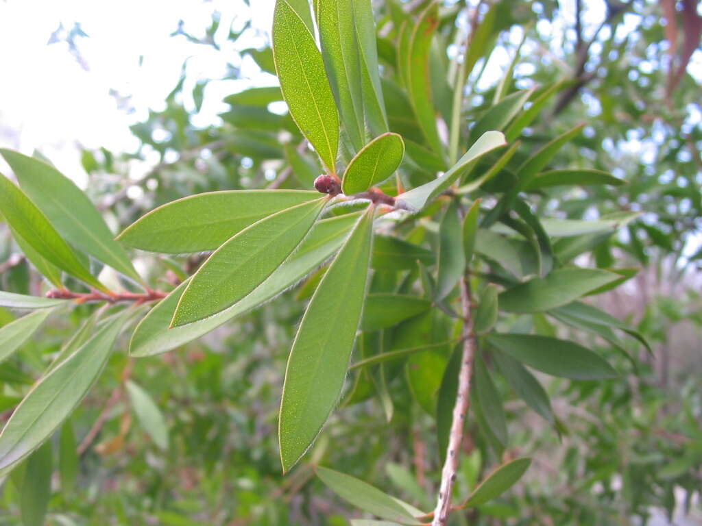 Image of cliff bottlebrush