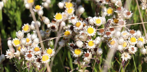 Image of Achyranthemum striatum