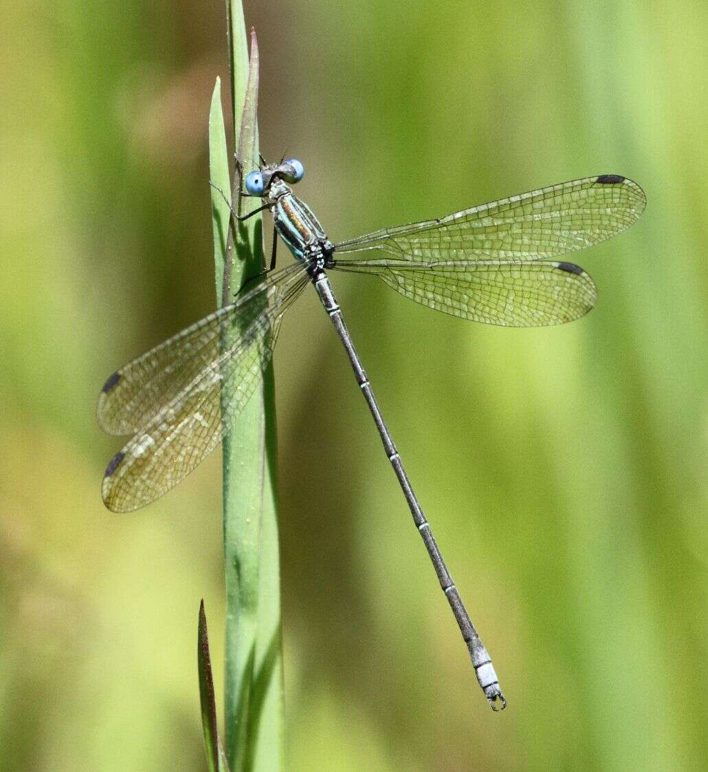 Image of Smoky Spreadwing