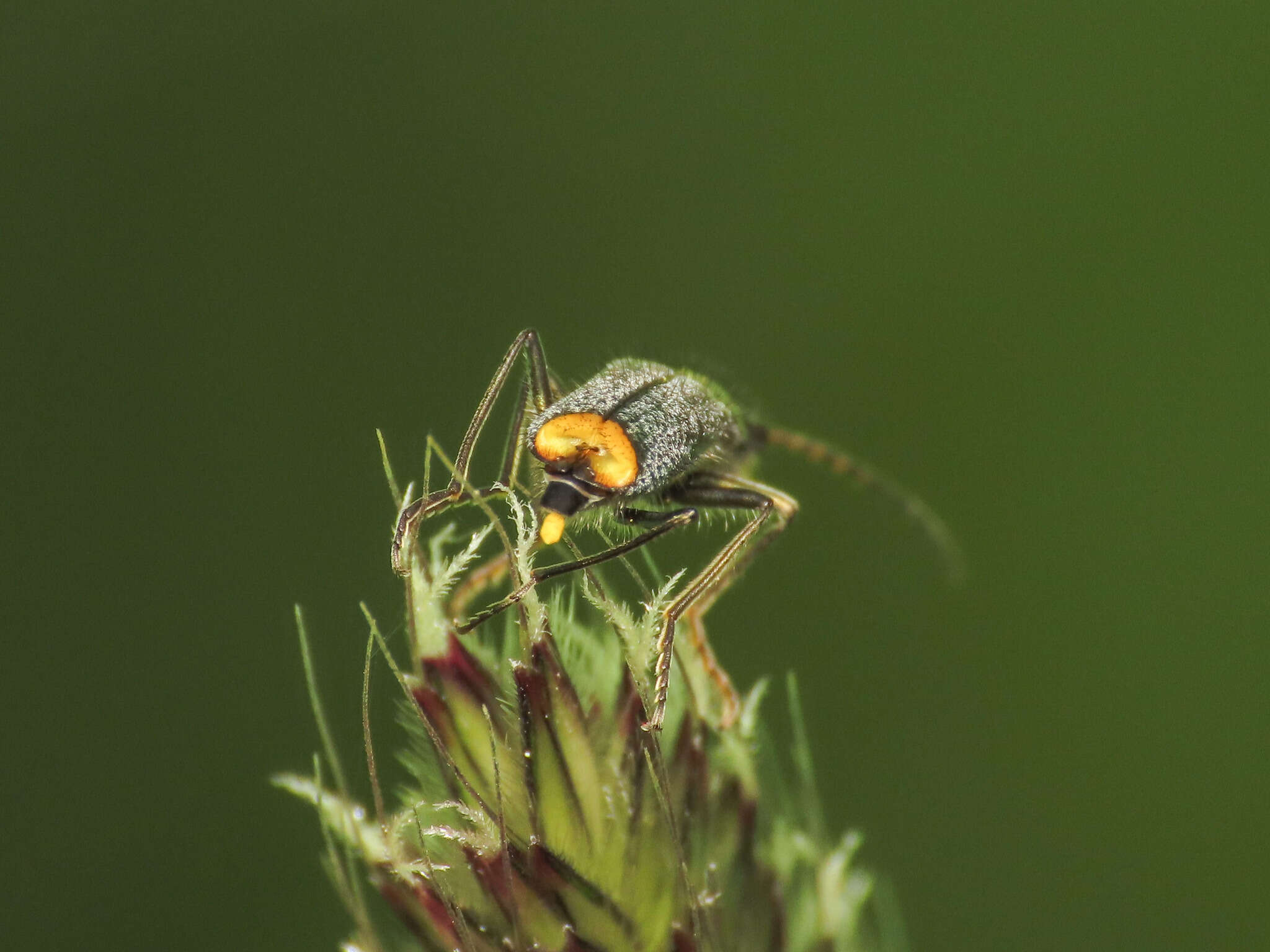 Слика од <i>Clanoptilus italicus</i> (Pardo 1967)